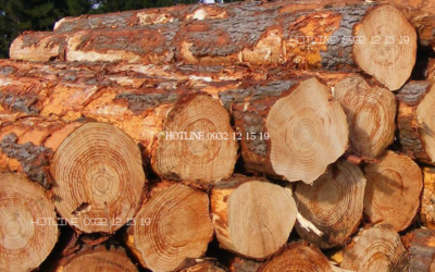 Mách bạn địa chỉ mua gỗ thông tròn giá tốt tại Tp HCM